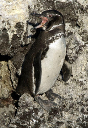 Penguin des Galapagos - Absolu Voyages